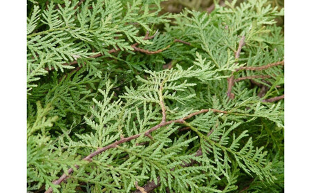 ヒノキエッセンシャルオイル