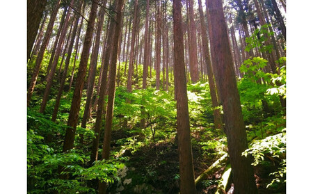 森のたより　Kinoaromaひのきペンダント