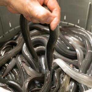 名物!名古屋式と関東式うなぎ三昧食べ比べセット