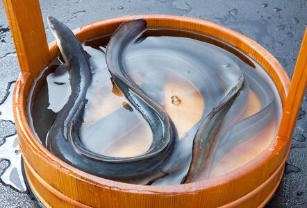 国産特大うなぎ蒲焼き（うな丼用４セット）