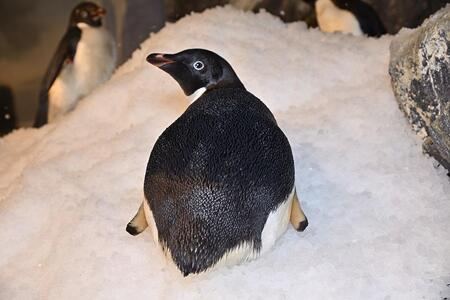 名古屋港水族館オリジナル御朱印帳（水族館大人入館券付き）