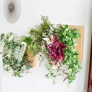 Botanical c.class 06　ホワイトウッド