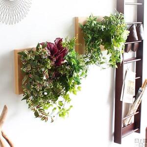 Botanical c.class 01　ナチュラル