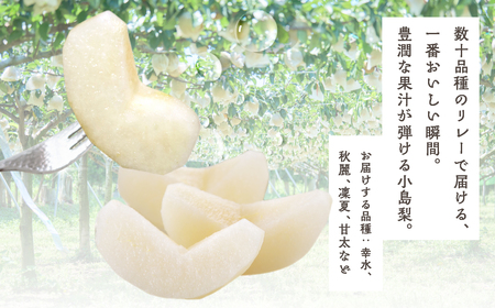 ≪2026年 先行予約≫ 朝倉さんの『小島梨』 3kg ~9玉 幸水 凛夏 秋麗 あきづき 甘太 なつしずく、あきあかり、ほしあかり、新品種、など 産地直送 梨 梨