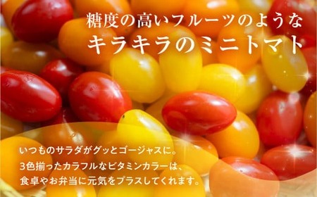 ≪先行予約≫ あまえぎみ クレア3色 トマト 1キロ 1kg たっぷり ミニトマト プチトマト トマト 高糖度 甘い  野菜 お弁当 サラダ ギフト 詰め合わせ 寄せ集め セット 完熟 新鮮 おいしい お取り寄せ とまと 特産品 ブランド ブランドトマト 愛知県 豊橋市