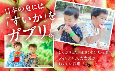 ≪先行予約 2026年発送≫ 1玉10kg以上! 豊橋産『たかしのスイカ』1玉 糖度11～13度 5L（10kg以上）