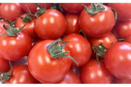 ≪先行予約≫ トマトの甘さ、旨みを最大限に引き出したこだわりの『Banトマト』１kg トマト トマト トマト トマト