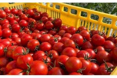 ≪先行予約≫ トマトの甘さ、旨みを最大限に引き出したこだわりの『Banトマト』１kg トマト トマト トマト トマト