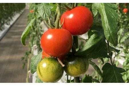 ≪先行予約≫ トマトの甘さ、旨みを最大限に引き出したこだわりの『Banトマト』１kg トマト トマト トマト トマト