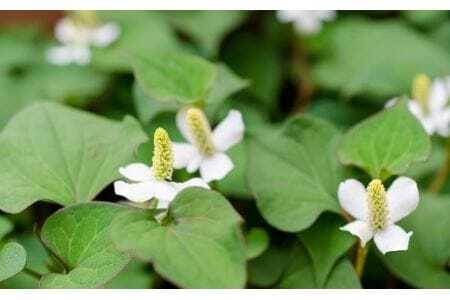 『Waphyto  ナリッシング クレンジングオイル（140ml）』