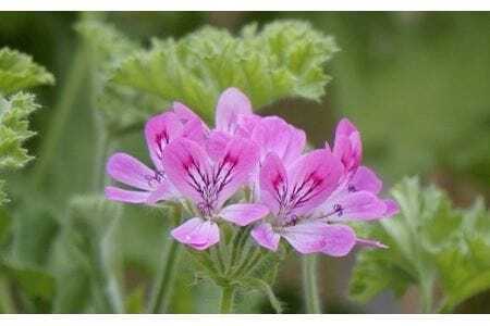 『Waphyto  ナリッシング クレンジングオイル（140ml）』