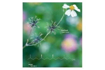 『Waphyto  クレンジングオイル・洗顔 セット』（ナリッシング クレンジングオイル 140ml、レジェナ フォーミングウォッシュ 100g）