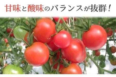 【先行予約】農業王国豊橋の『高糖度ミニトマト麗（れい）』１kgバラ