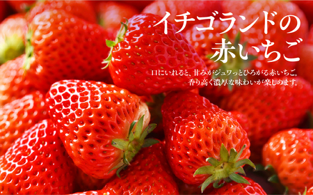 お祝いに贈り物に『幸せの紅白いちご』いちご（赤いちご・白いちごシート入り各約300g　計約600g）いちご いちご