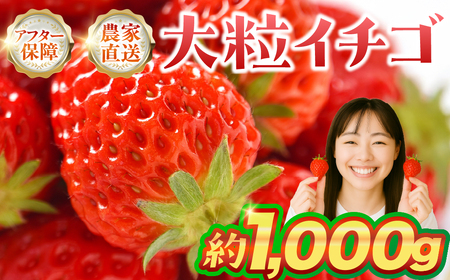 ≪先行予約≫ 大粒イチゴ 約1000g (平トレー250g×4P) イチゴ 大粒 甘い 果物 フルーツ いちご 苺 イチゴ