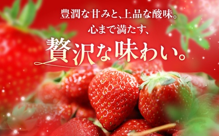 ≪先行予約≫ 大粒イチゴ 約1000g (平トレー250g×4P) イチゴ 大粒 甘い 果物 フルーツ いちご 苺 イチゴ