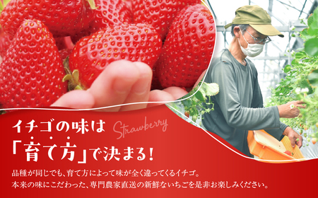 ≪先行予約≫ 大粒イチゴ 約1000g (平トレー250g×4P) イチゴ 大粒 甘い 果物 フルーツ いちご 苺 イチゴ