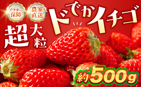≪先行予約≫ 超大粒イチゴ 約500g ギフト グランデ グランデサイズ 贈答 いちご 苺 イチゴ