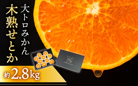 ≪先行予約≫大トロみかん『木熟せとか』黒の化粧箱（大）　厳選プレミアム　2.8kg     せとか