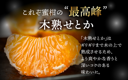 ≪先行予約≫大トロみかん『木熟せとか』黒の化粧箱（大）　厳選プレミアム　2.8kg     せとか