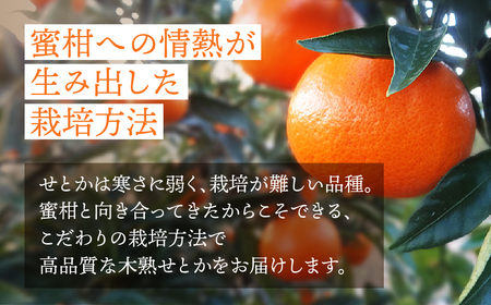 ≪先行予約≫大トロみかん『木熟せとか』黒の化粧箱（大）　厳選プレミアム　2.8kg     せとか
