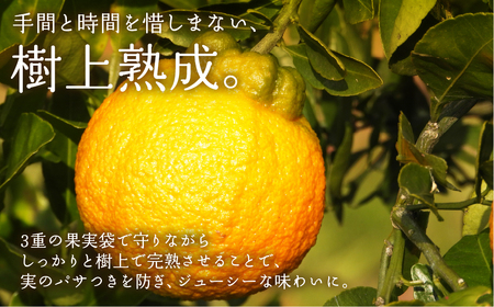 ≪先行予約≫ 完熟しらぬい『甘熟デコ』厳選プレミアム　黒の化粧箱（大）2kg デコポン