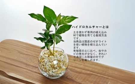 ハイドロカルチャー「シンプルボールの観葉植物 ゼオライト植え 2鉢セット」  