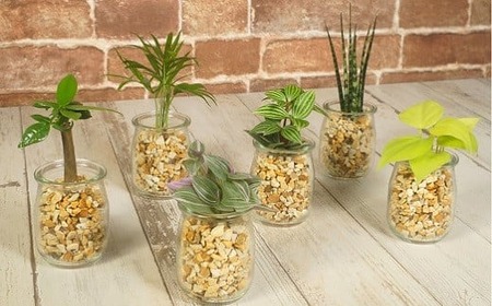 ハイドロカルチャー「ミルクグラスのゼオライト植え観葉植物　３鉢セット」             