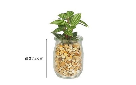 ハイドロカルチャー「ミルクグラスのゼオライト植え観葉植物　３鉢セット」             