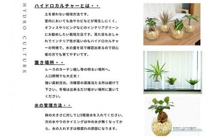 ハイドロカルチャー「ミルクグラスのゼオライト植え観葉植物　３鉢セット」             