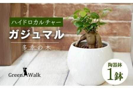 観葉植物 ガジュマル ピュアボウル ハイドロカルチャー 陶器 鉢植え   