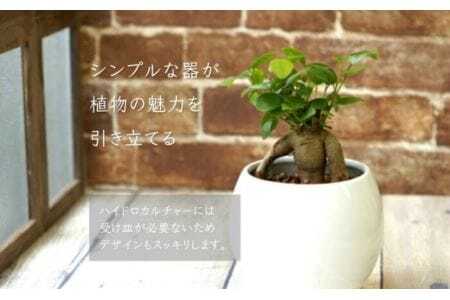 観葉植物 ガジュマル ピュアボウル ハイドロカルチャー 陶器 鉢植え   