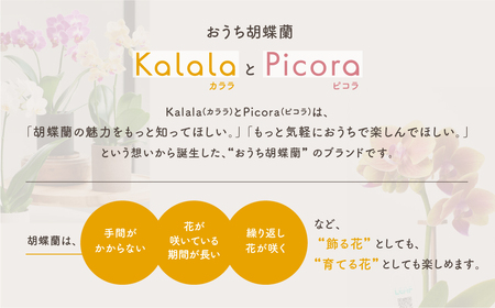 産直胡蝶蘭『ピコラ』４鉢セット 胡蝶蘭   胡蝶蘭        