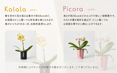 産直胡蝶蘭『ピコラ』４鉢セット 胡蝶蘭   胡蝶蘭        