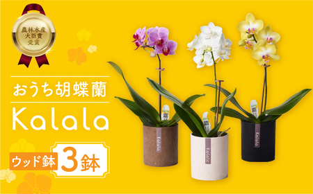 産直胡蝶蘭『カララ』３鉢セット ウッド鉢  胡蝶蘭   胡蝶蘭