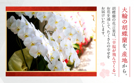 産直胡蝶蘭『ミディ』白３本立ち２１輪 胡蝶蘭   胡蝶蘭                                                                                      