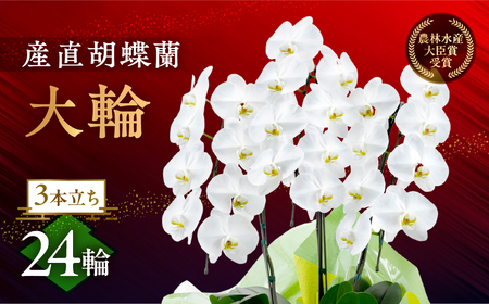 産直胡蝶蘭『大輪』白３本立ち２４輪 胡蝶蘭   胡蝶蘭