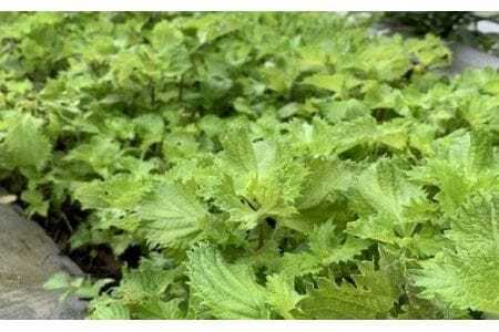 瓜生豚と「自然農法」で育てた豊橋七根の野菜で作った『七根フランク』串ありＭサイズ１０本（計１kg）