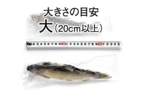 豊橋の新鮮な地下水の流れの中で健康に育てた『しずかのあゆ』冷凍10尾セット