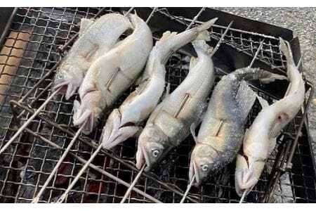 豊橋の新鮮な地下水の流れの中で健康に育てた『しずかのあゆ』冷凍10尾セット