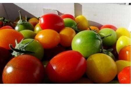 【先行予約】農業王国豊橋の『究極のミニトマト６種MIX』１kgバラトマト ミニトマト トマト ミニトマト 