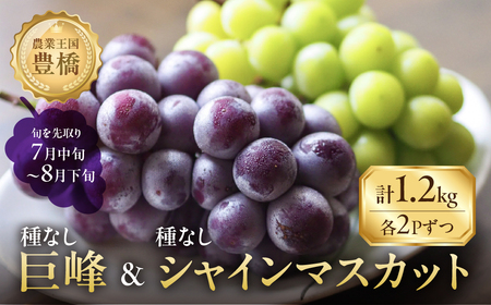 ≪先行予約 2026年発送≫たっぷり1.2kg 豊橋産 皮ごと 種なしシャインマスカット300ｇ×2 種無し巨峰300ｇ×2 ブドウ ぶどう マスカット  甘い 1.2キロ 果物  詰め合わせ  食べ比べ 8月お届け