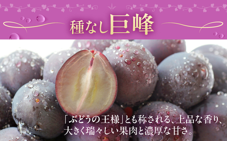 ≪先行予約 2026年発送≫たっぷり1.2kg 豊橋産 皮ごと 種なしシャインマスカット300ｇ×2 種無し巨峰300ｇ×2 ブドウ ぶどう マスカット  甘い 1.2キロ 果物  詰め合わせ  食べ比べ 8月お届け