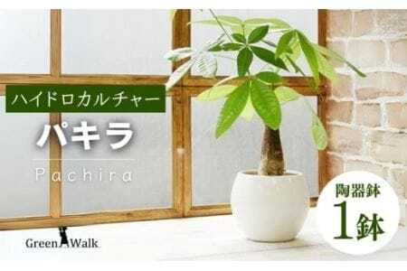 観葉植物 パキラ ピュアボウル ハイドロカルチャー 陶器 鉢植え　                                                         