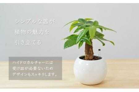 観葉植物 パキラ ピュアボウル ハイドロカルチャー 陶器 鉢植え　                                                         