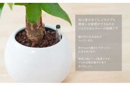 観葉植物 パキラ ピュアボウル ハイドロカルチャー 陶器 鉢植え　                                                         