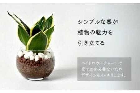 観葉植物 ハイドロカルチャー シンプルボールストーン レカトン植え　                                          
