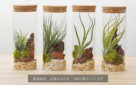 ハイドロカルチャー 観葉植物 テラリウムボトルM 鉢植え 土無し インテリア　                                  