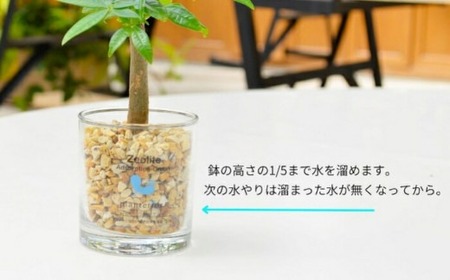 ハイドロカルチャー 観葉植物 アドソープションM ゼオライト植え 鉢植え 土無し インテリア　                                                              