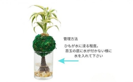 ハイドロカルチャー 観葉植物 モスアイランド 鉢植え 土無し インテリア 苔玉　                                                               